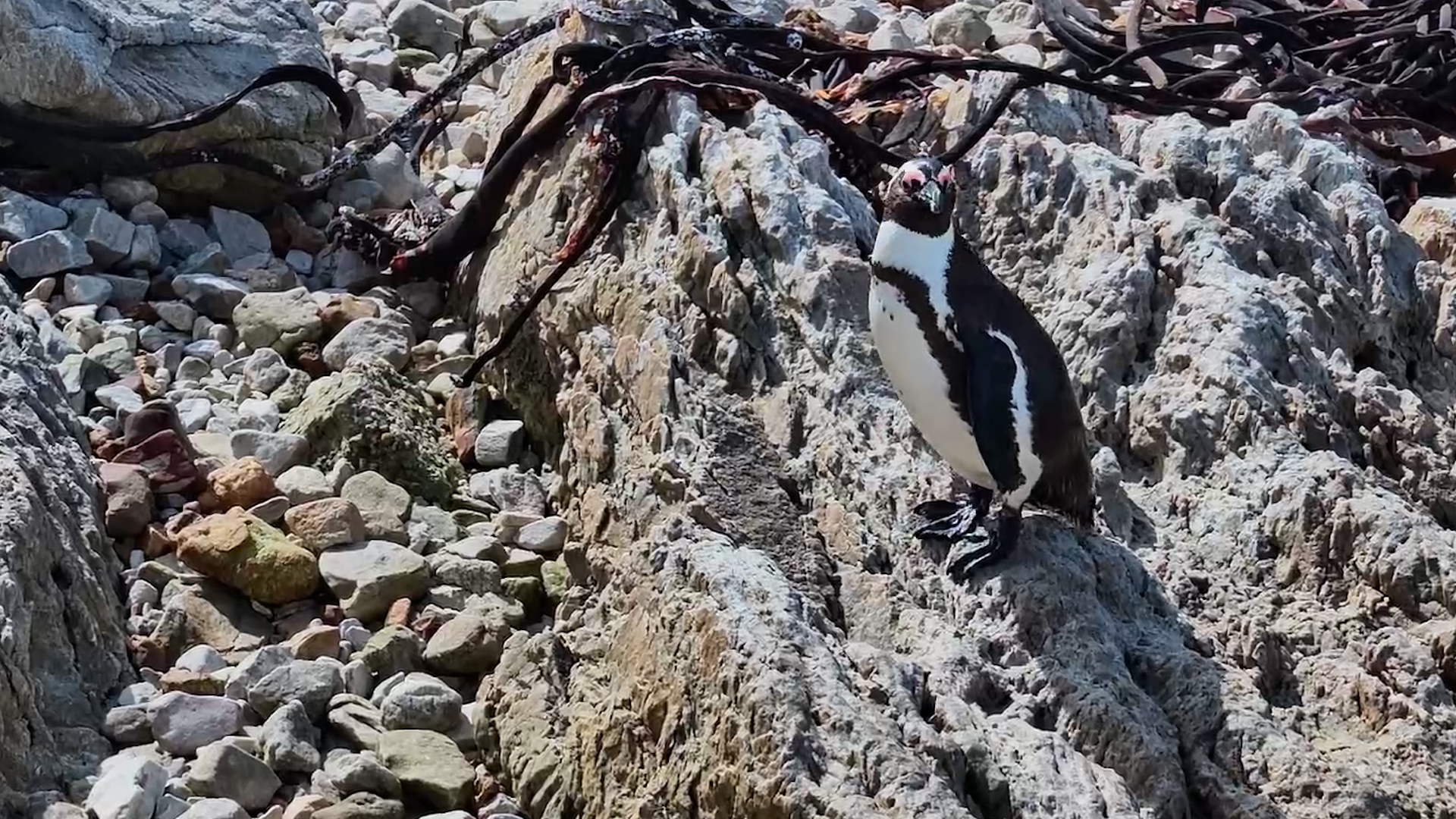 A Penguin's Busy Day of Rock Hopping and Preening