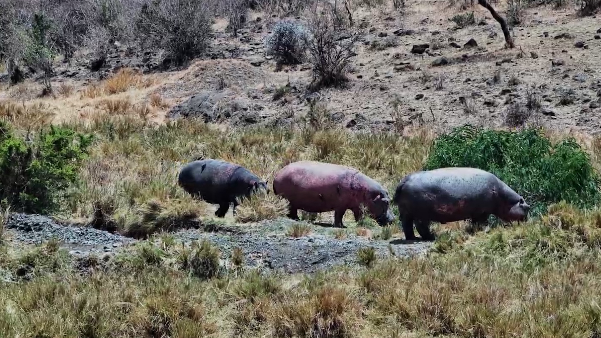 A Pink Hippo Out for a Daytime Stroll