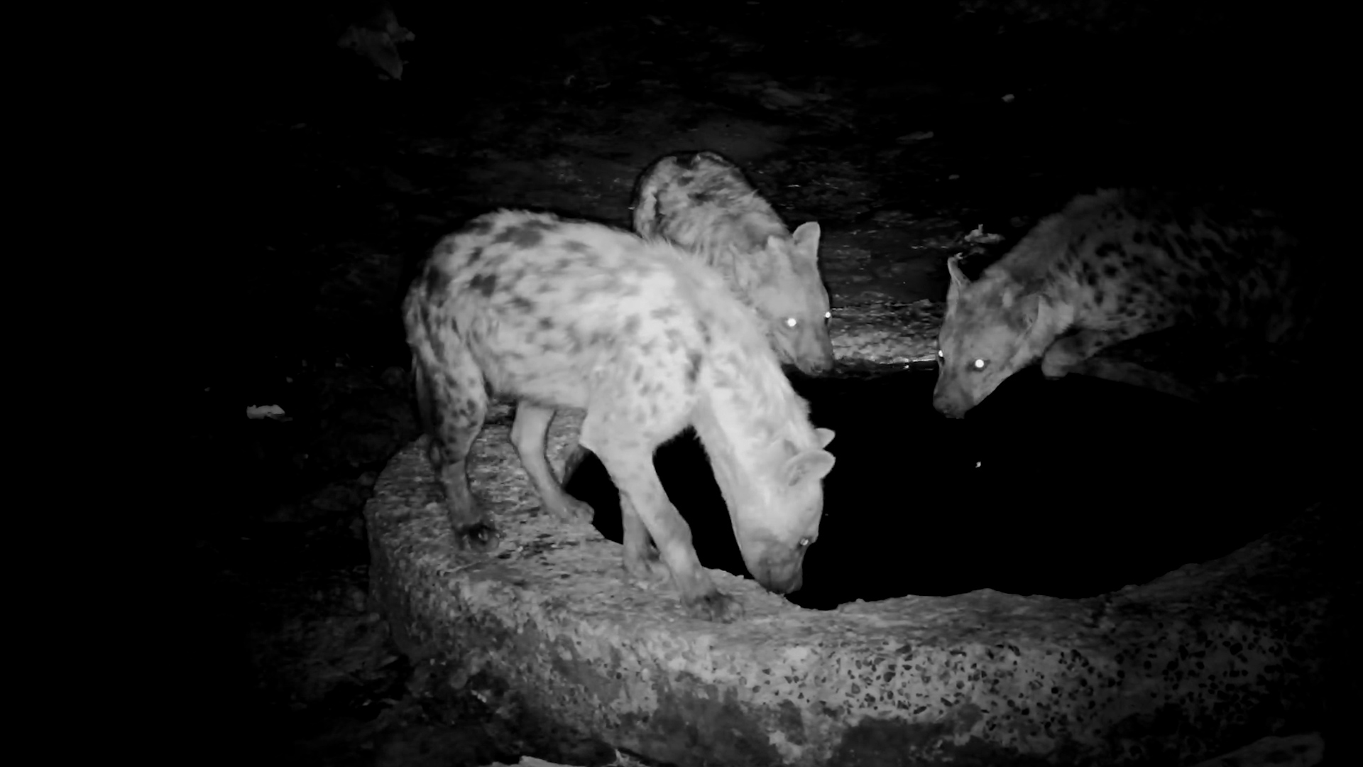 Spotted Hyenas Gather Around the Well