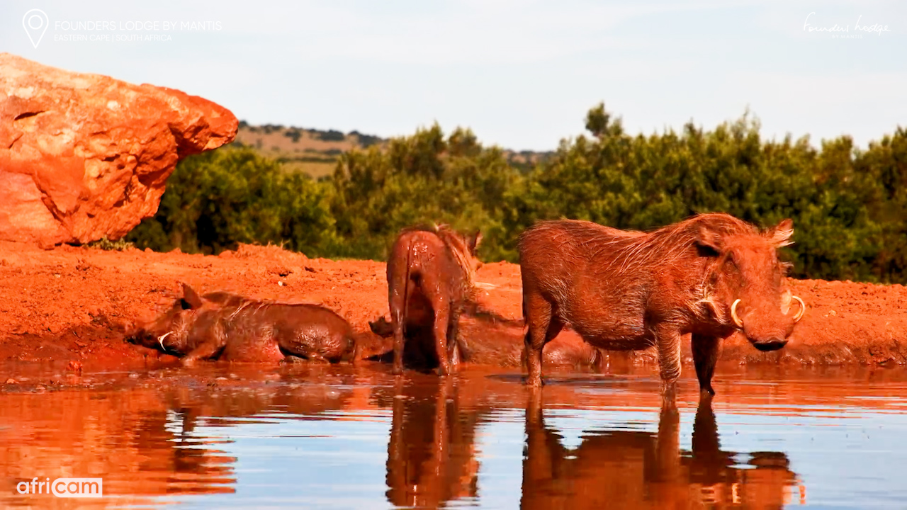 A Warthog Mud Bath Is Always a Good Idea!