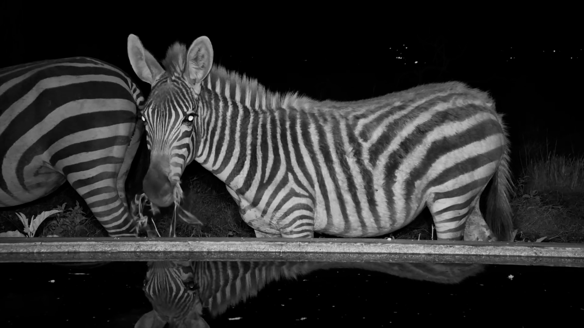 A Peaceful Night of Grazing for the Zebras