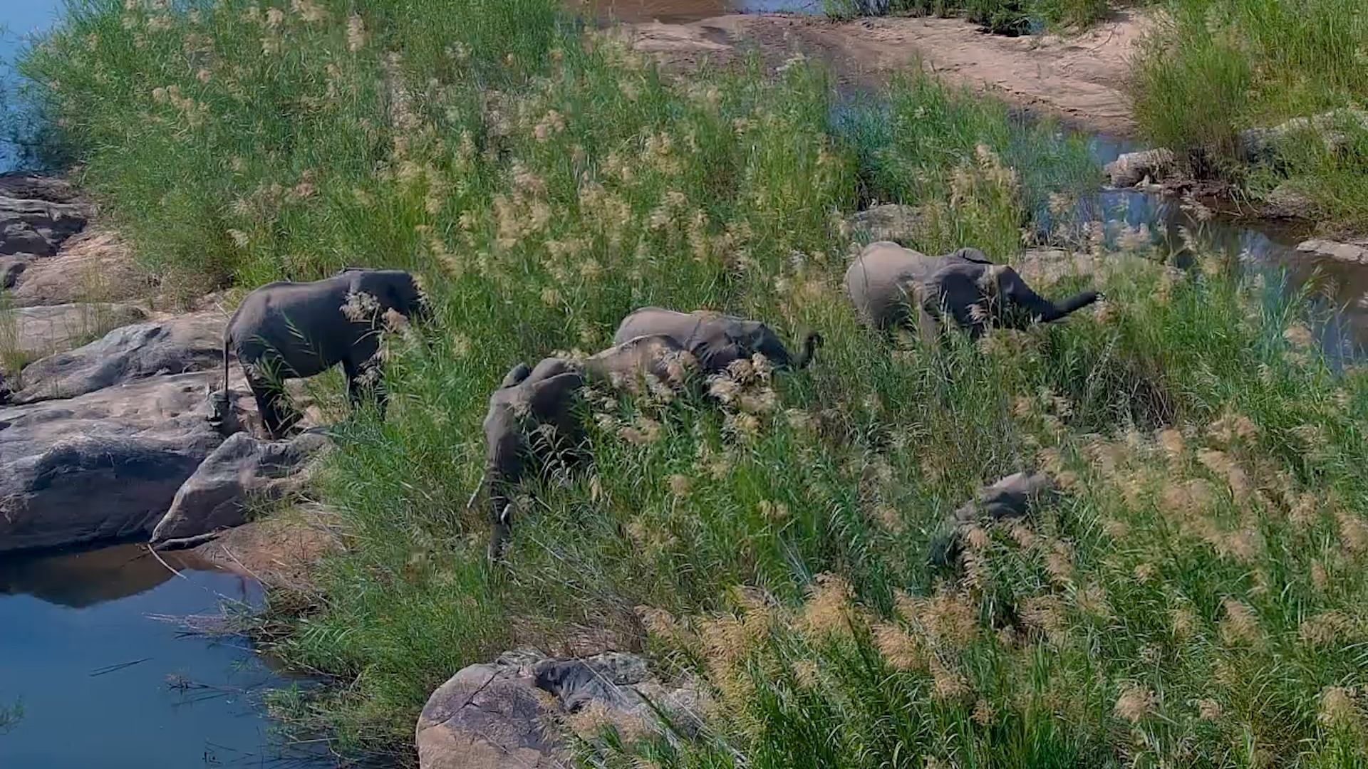 Elephants Feeding by the River at Kruger Shalati