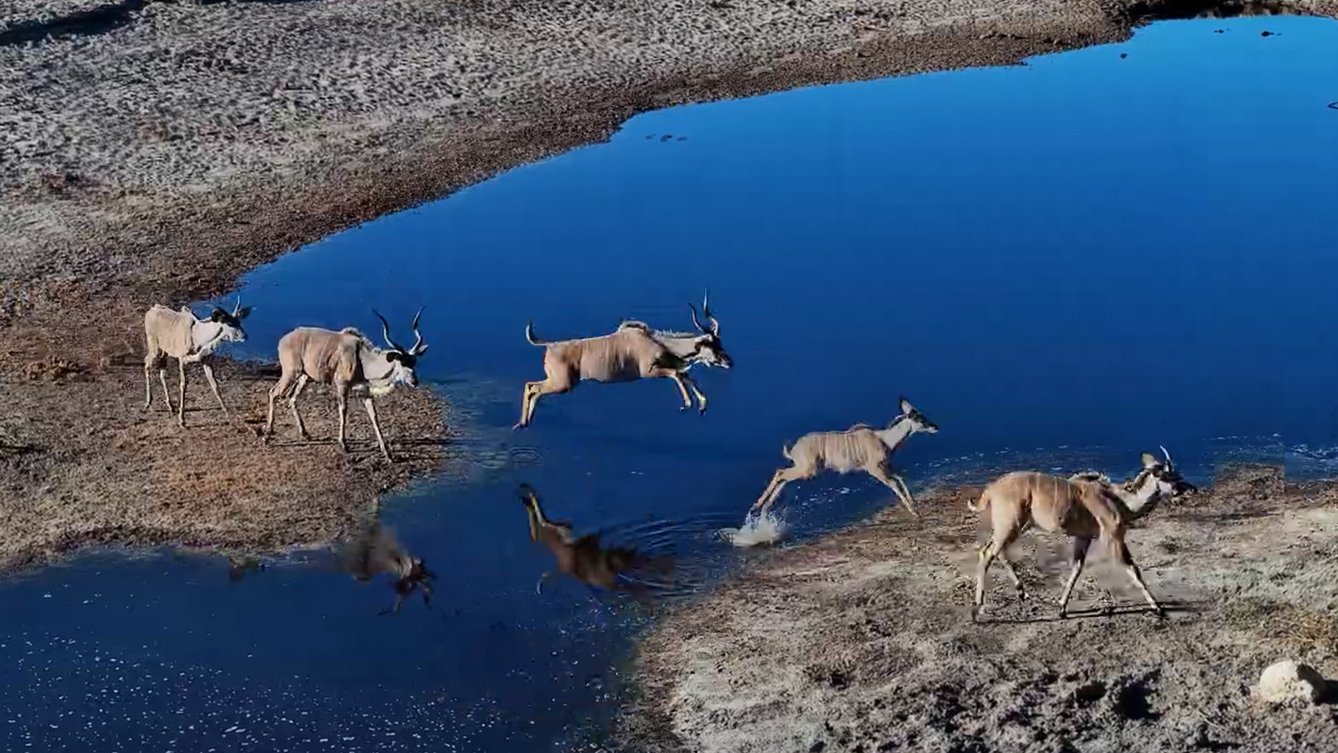 Kudus Leap Across Water… But One Changes Its Mind!