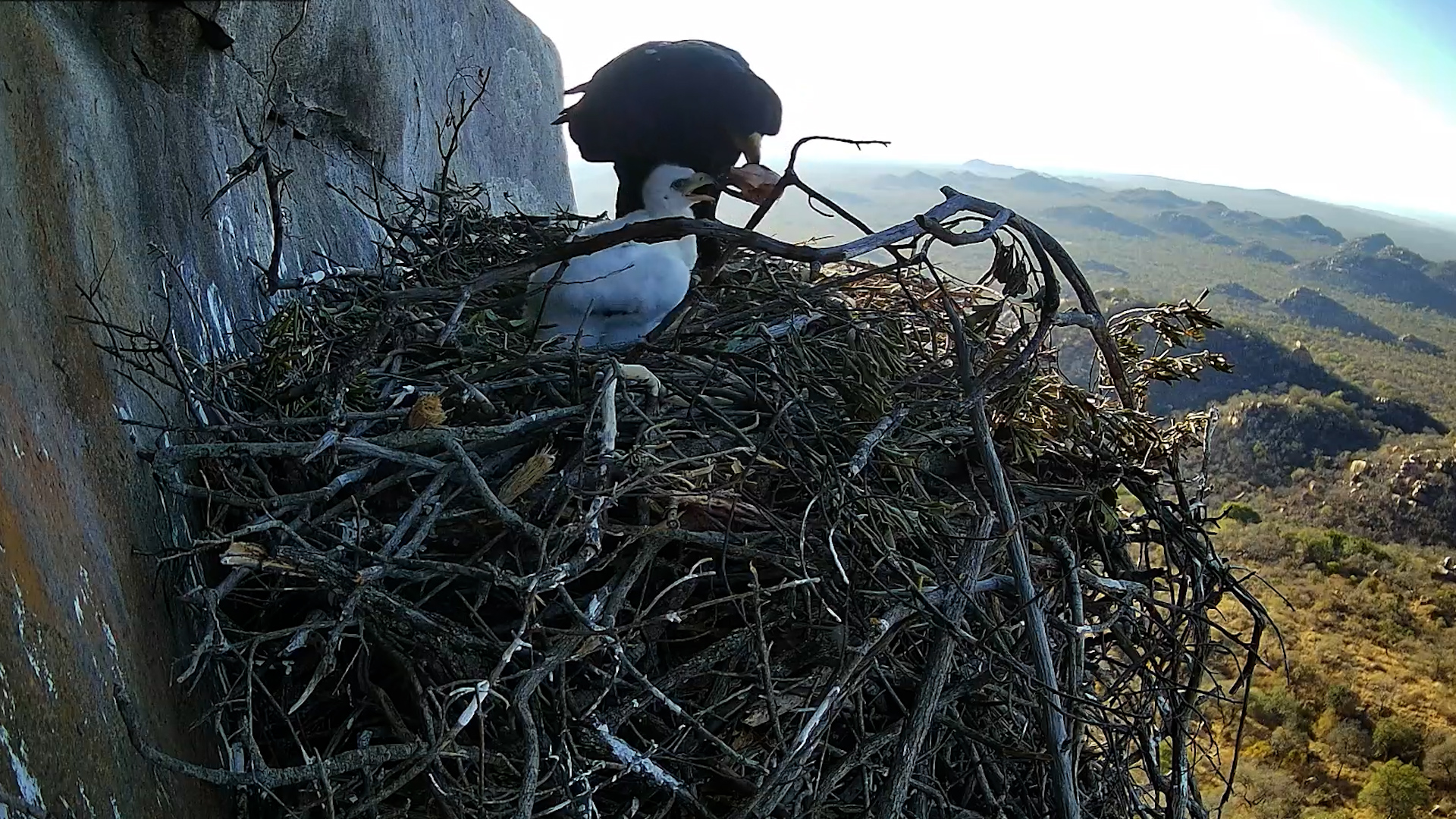 Black Eagle Chick Calls Out While Feeding