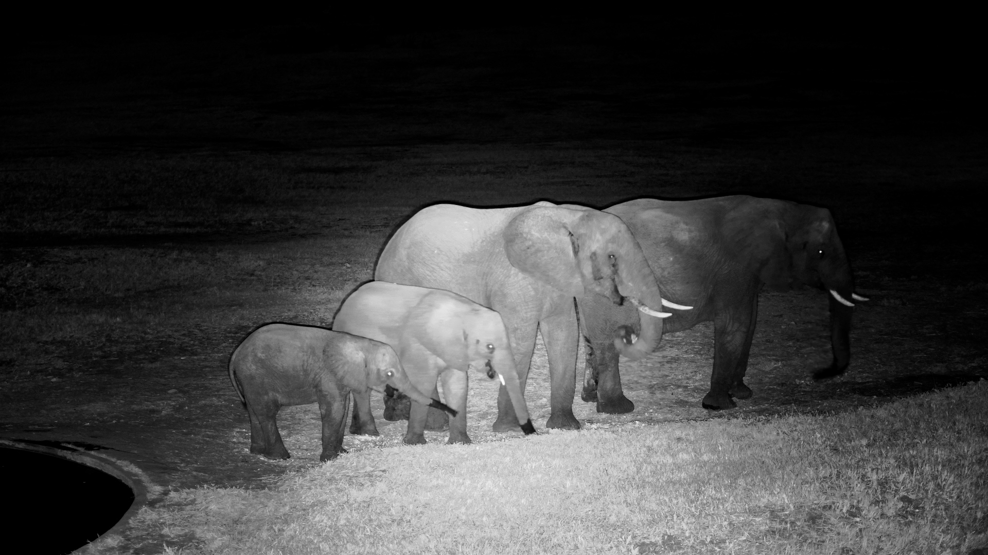 Elephant Meets Small Family at the Waterhole