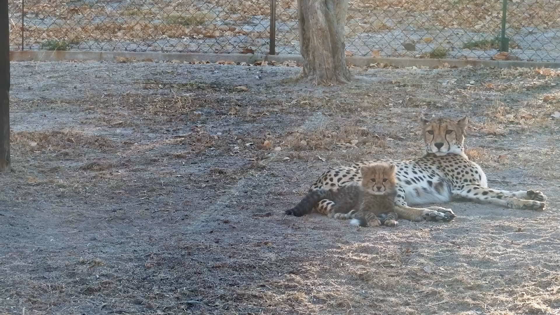 Tammy and Her Cubs Relax in the Sun