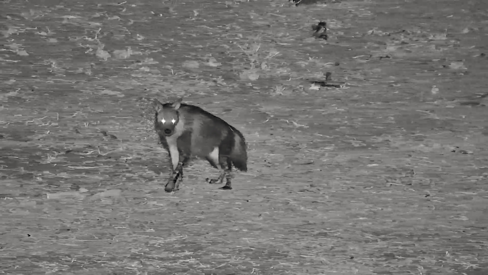Brown Hyena Struggles Up Steep Slope After Drink