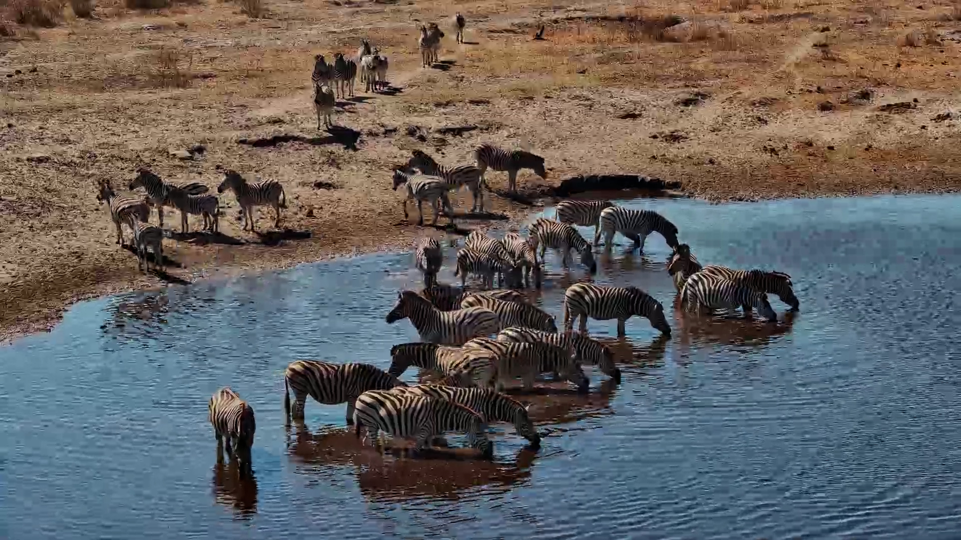 Lines of Zebras March to Quench Their Thirst at Moela