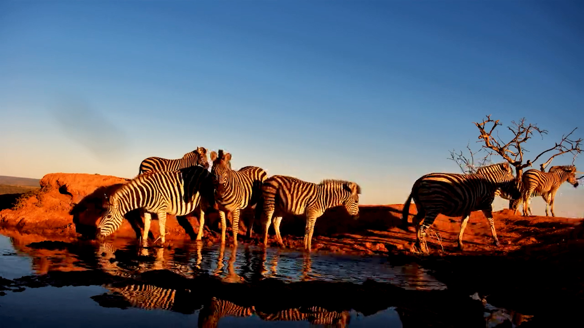 Afternoon Glow: Zebras Quench Their Thirst at Founders