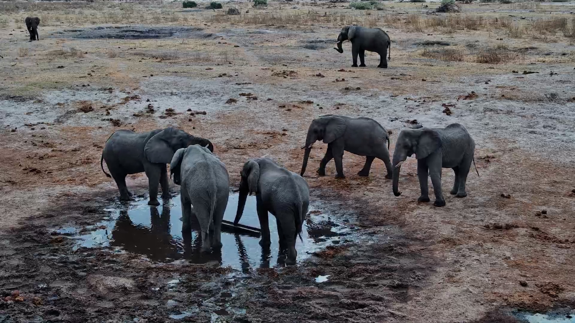 Elephants Gather at Moela for Fresh Pipe Water