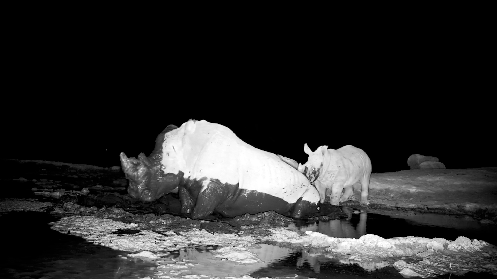 Mum Rhino Enjoys a Mud Bath While Calf Watches