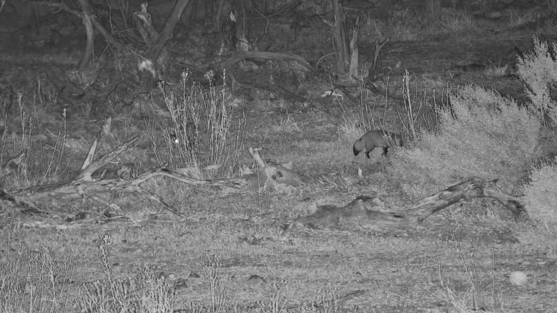 Unusual Gathering: Porcupine and Foxes Meet After Dark
