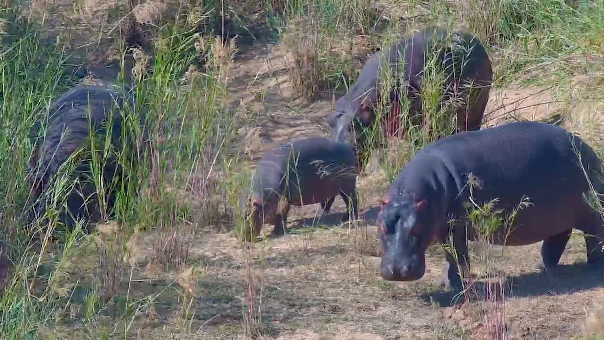 Hippo Family Outing: Young Calf Enjoys Daylight Adventure