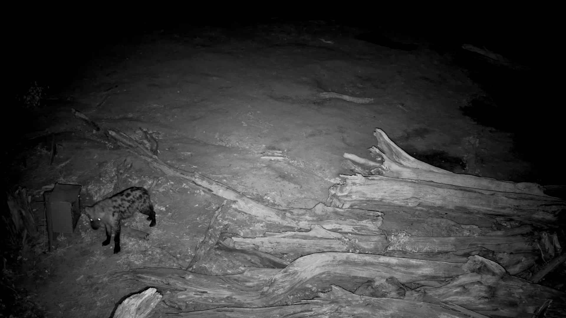 Stealth Mode: Hyena and Honey Badger Creep Through the Night