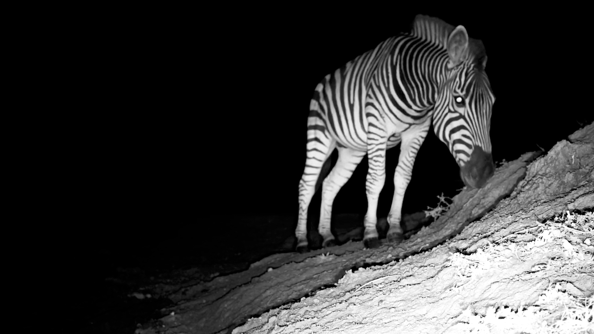 Face-to-Face with a Curious Zebra at Night