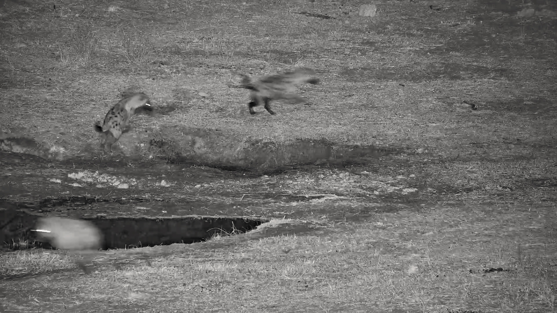 Night Mischief: Playful Hyenas Frolic at the Waterhole