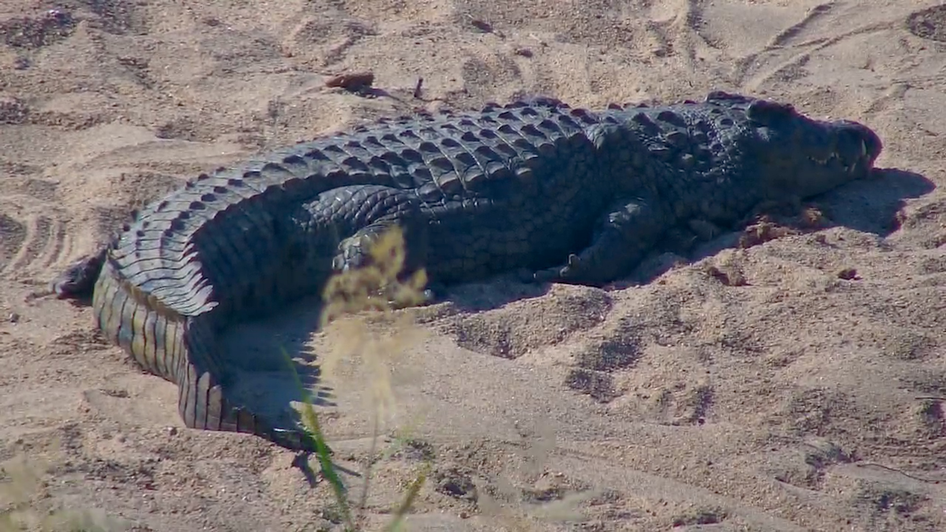 Lazy Predator: Crocodile Enjoys a Sunbath