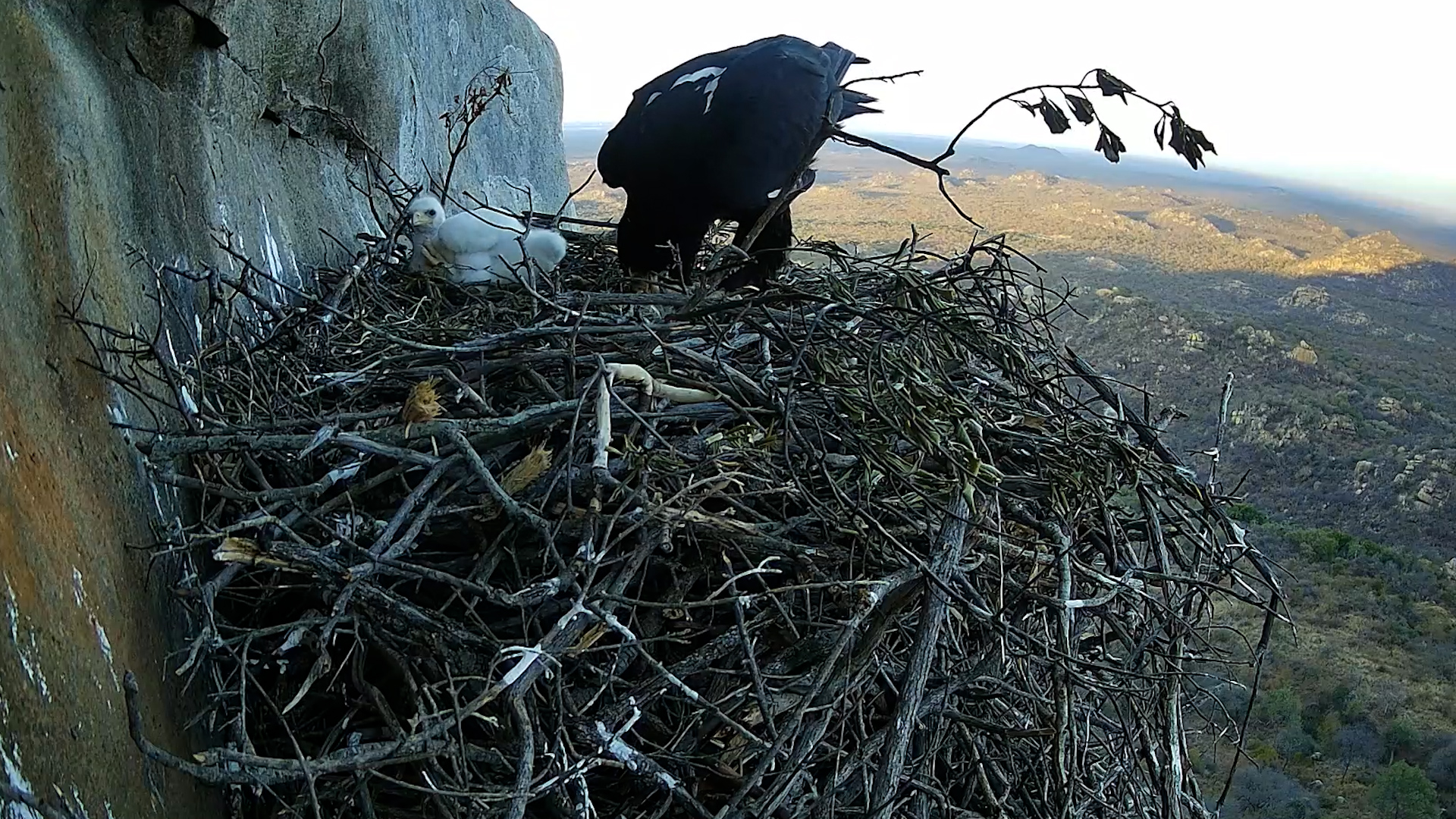 Patience Tested: Black Eagle Chick Waits for Its Turn