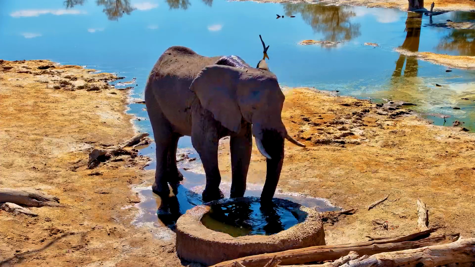 One Elephant, One Well: A Peaceful Moment