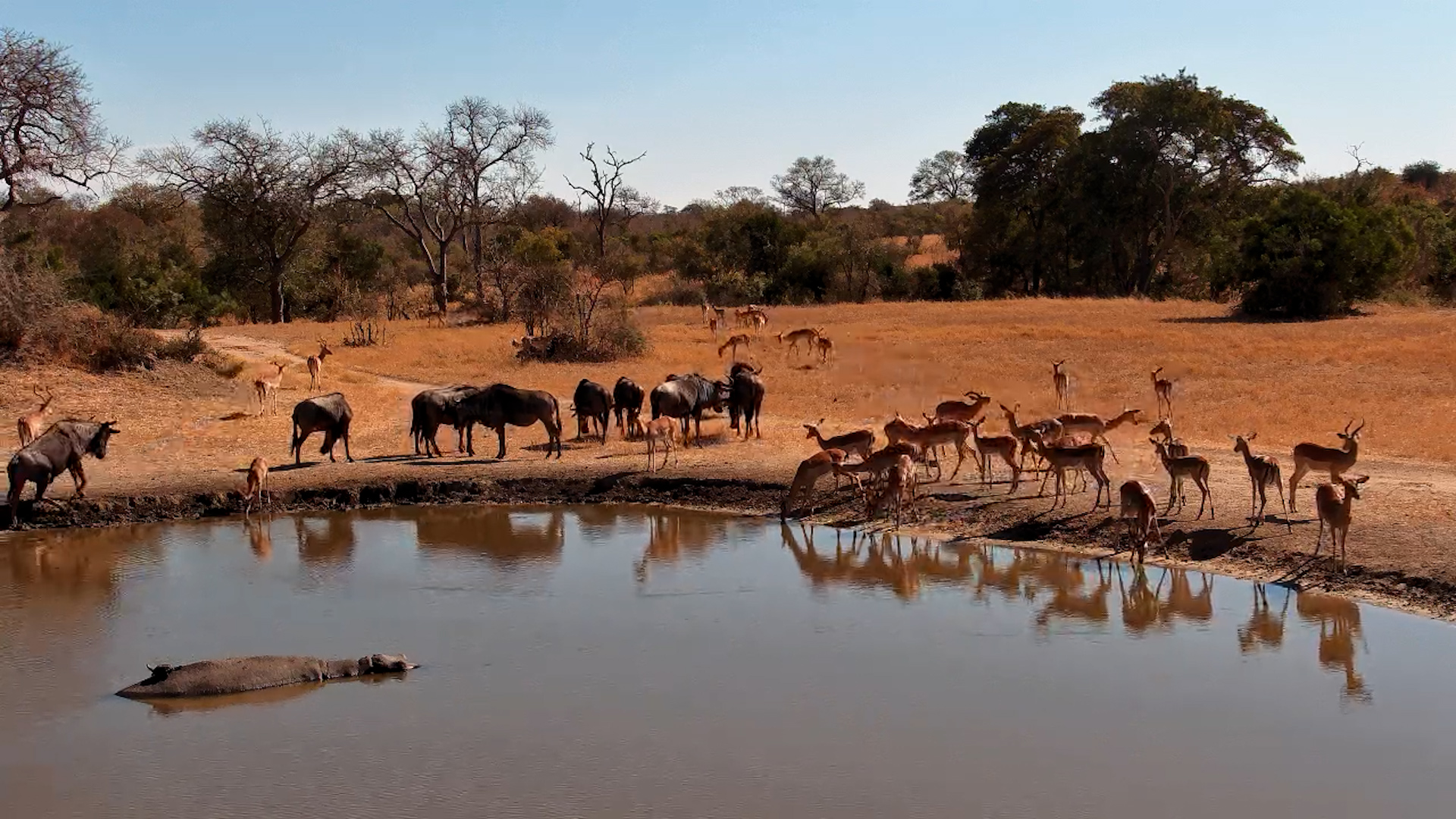 Shared Stop: Wildebeest and Impala at the Waterhole