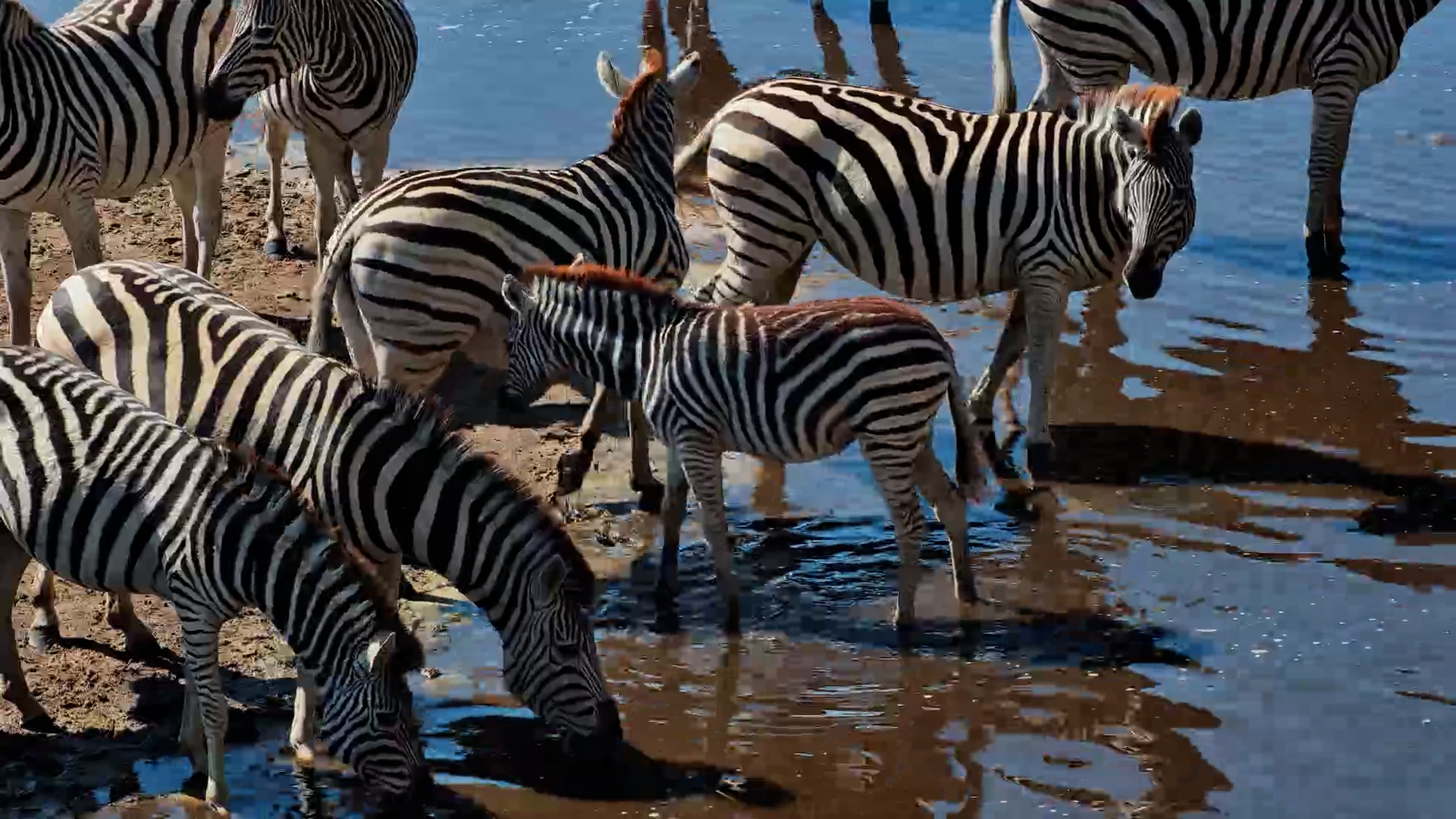 A Midday Rush at the Boteti River Waterhole