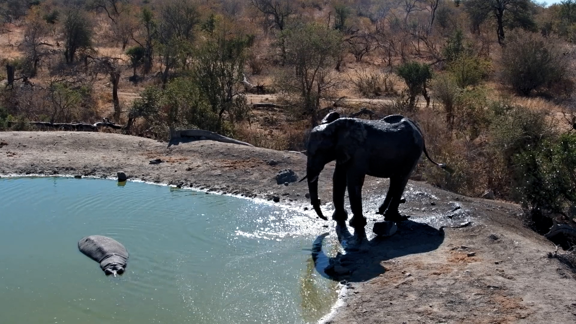 Hippo Relaxing in the Pan as Elephants Drink Peacefully