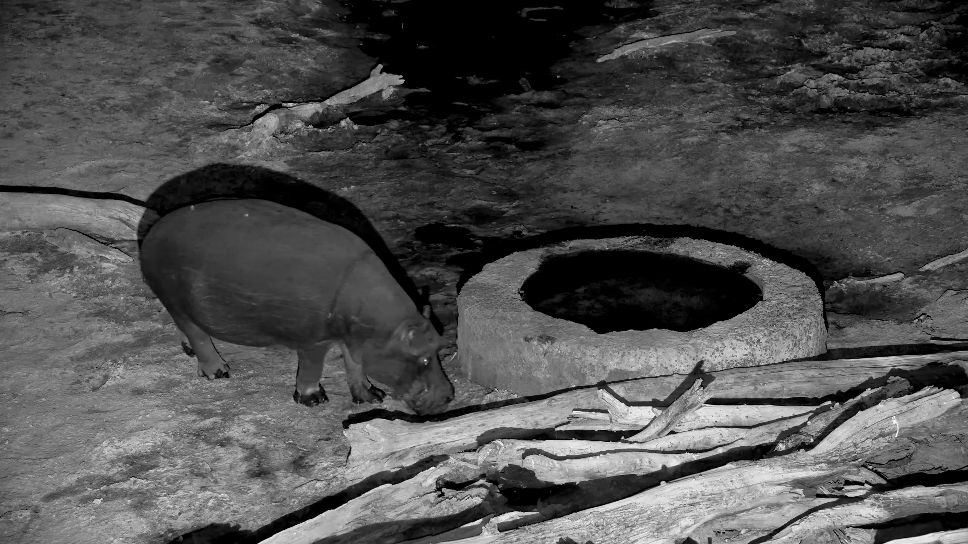 Hippo Dreams of Drinking from the Well at Elephant Pan