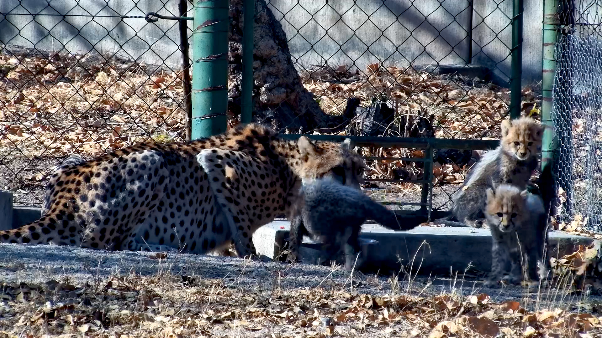 Cheetah Cubs Share Mom’s Meal