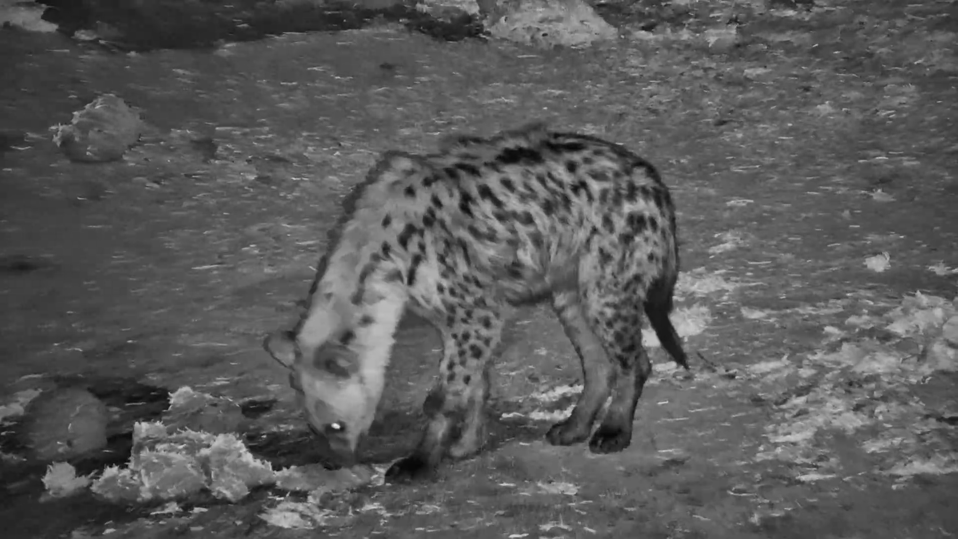 Spotted Hyena Investigates Elephant Dung