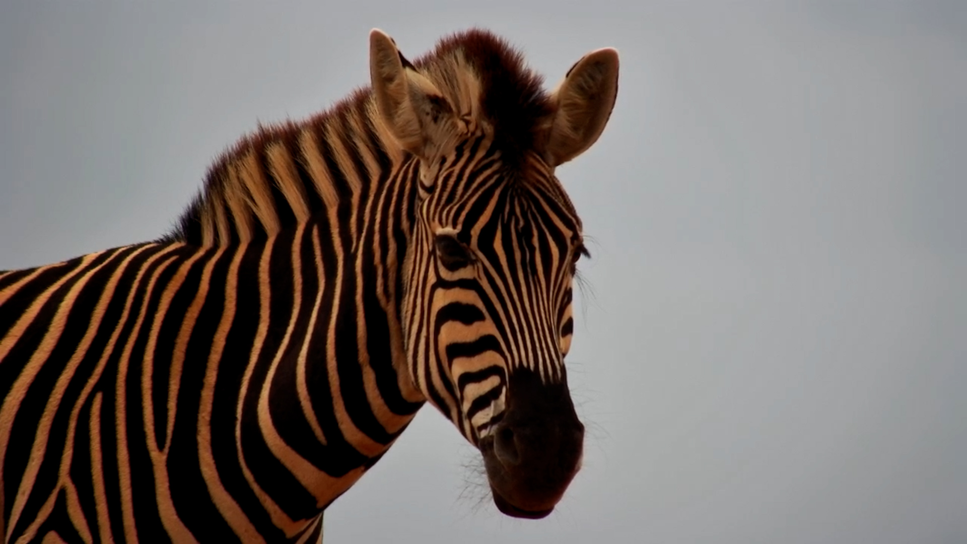 Sleepy Zebra Yawns for the Camera