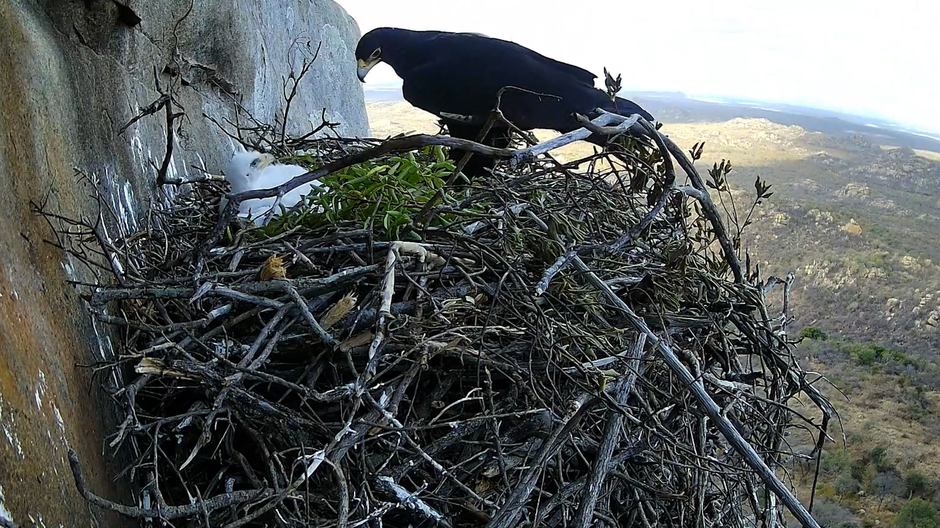 Black Eagle Chick’s Dreams of Flight