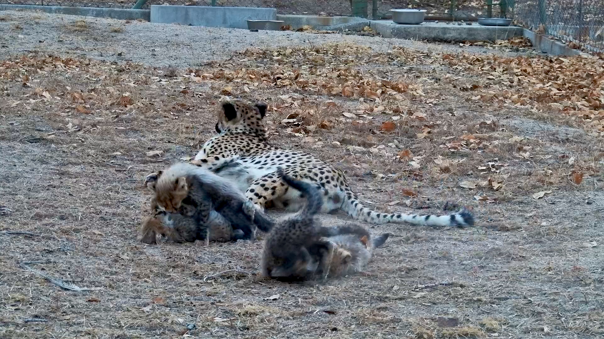 Adorable Cubs Having a Blast!