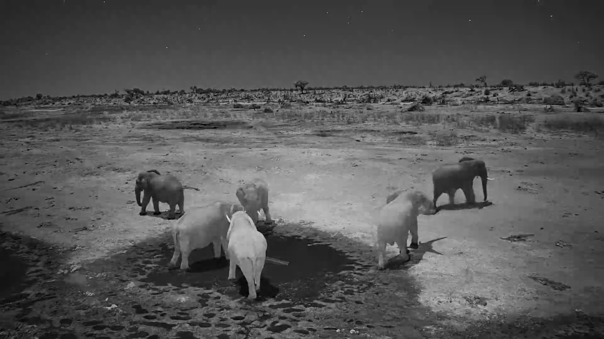 Rejected! Lone Elephant Tries to Join the Herd at the Waterhole