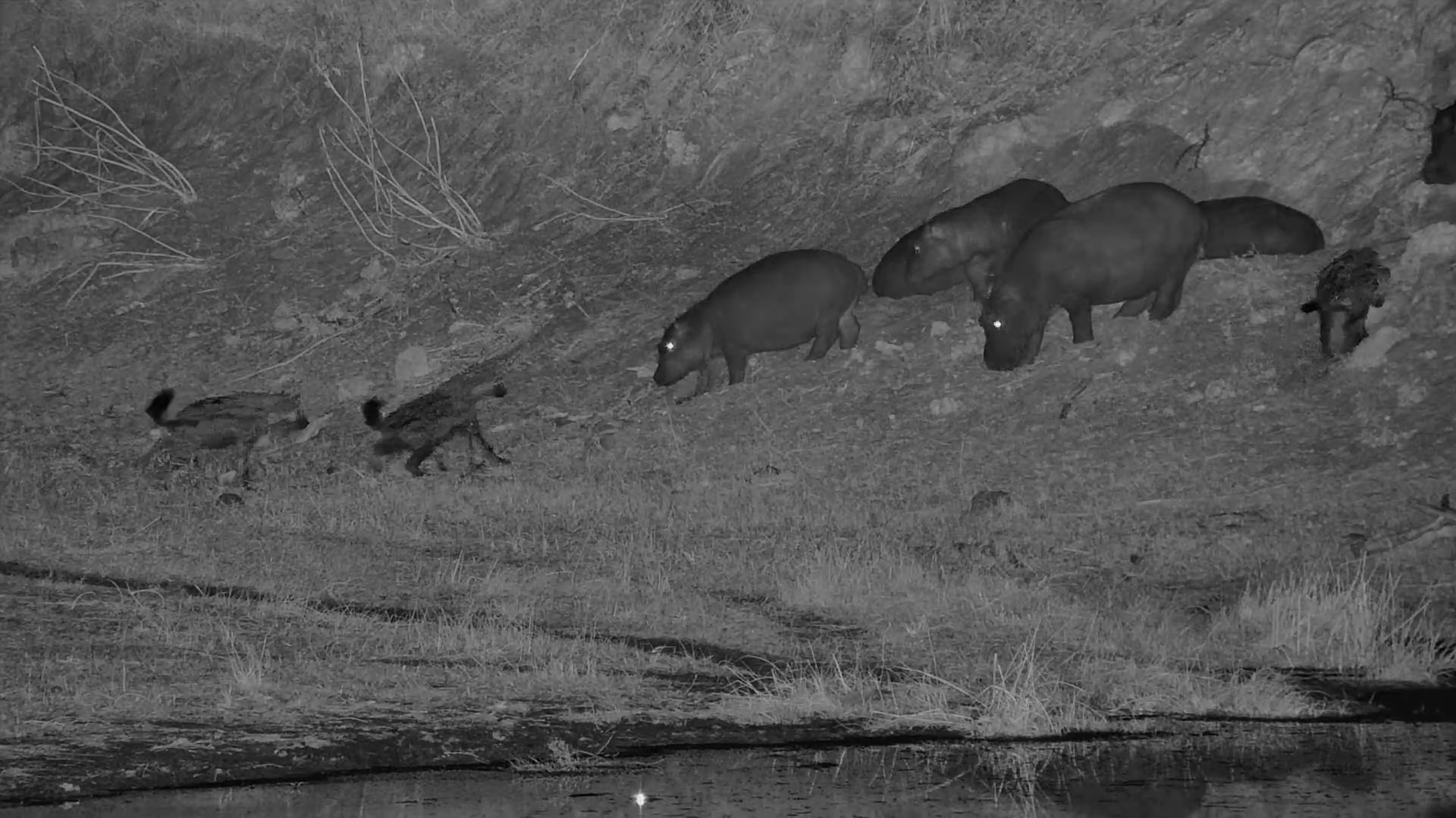 Night Mischief: Spotted Hyenas Wake Up Sleeping Hippos!
