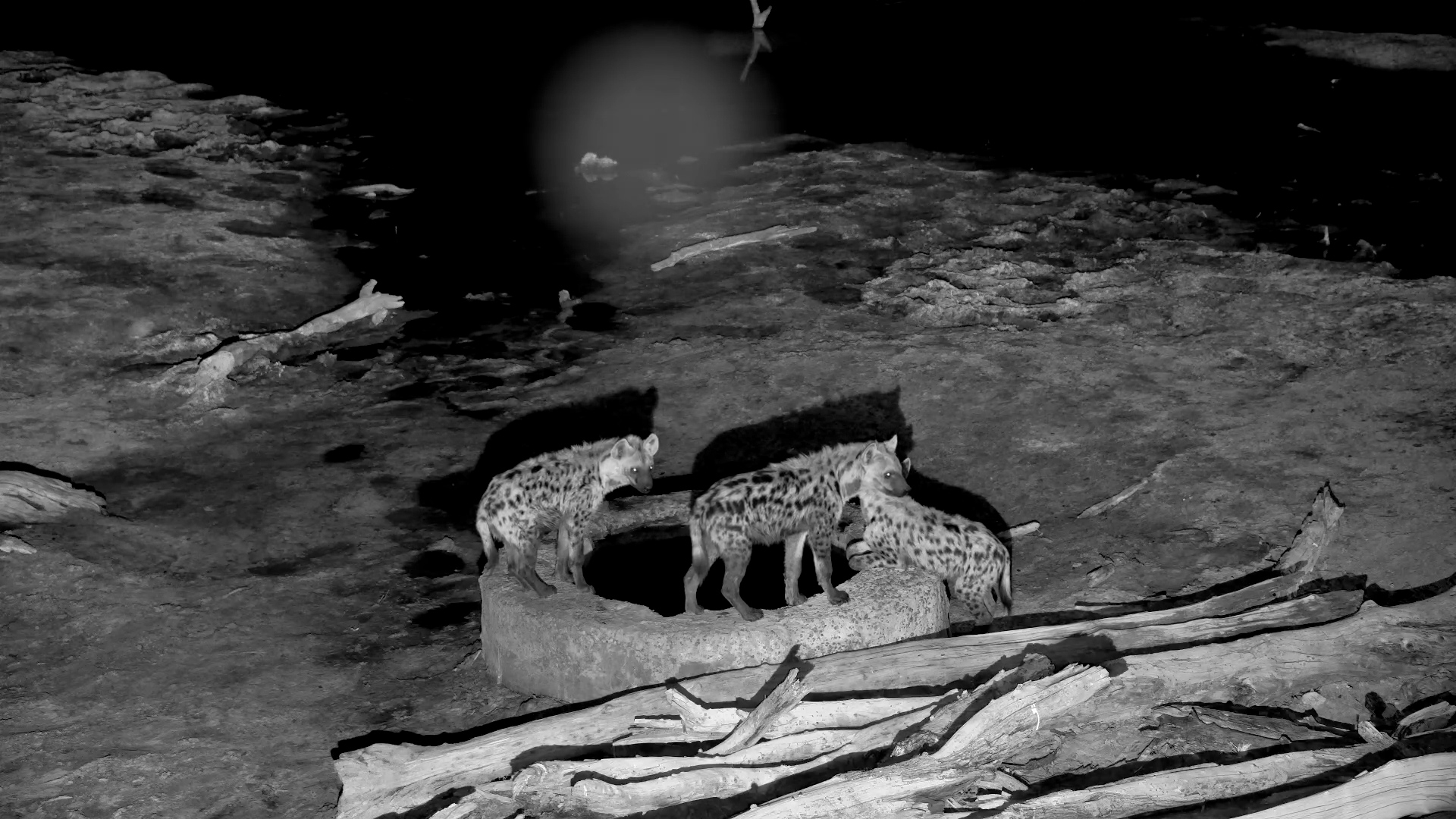 Three Hyenas Chill Out by the Well