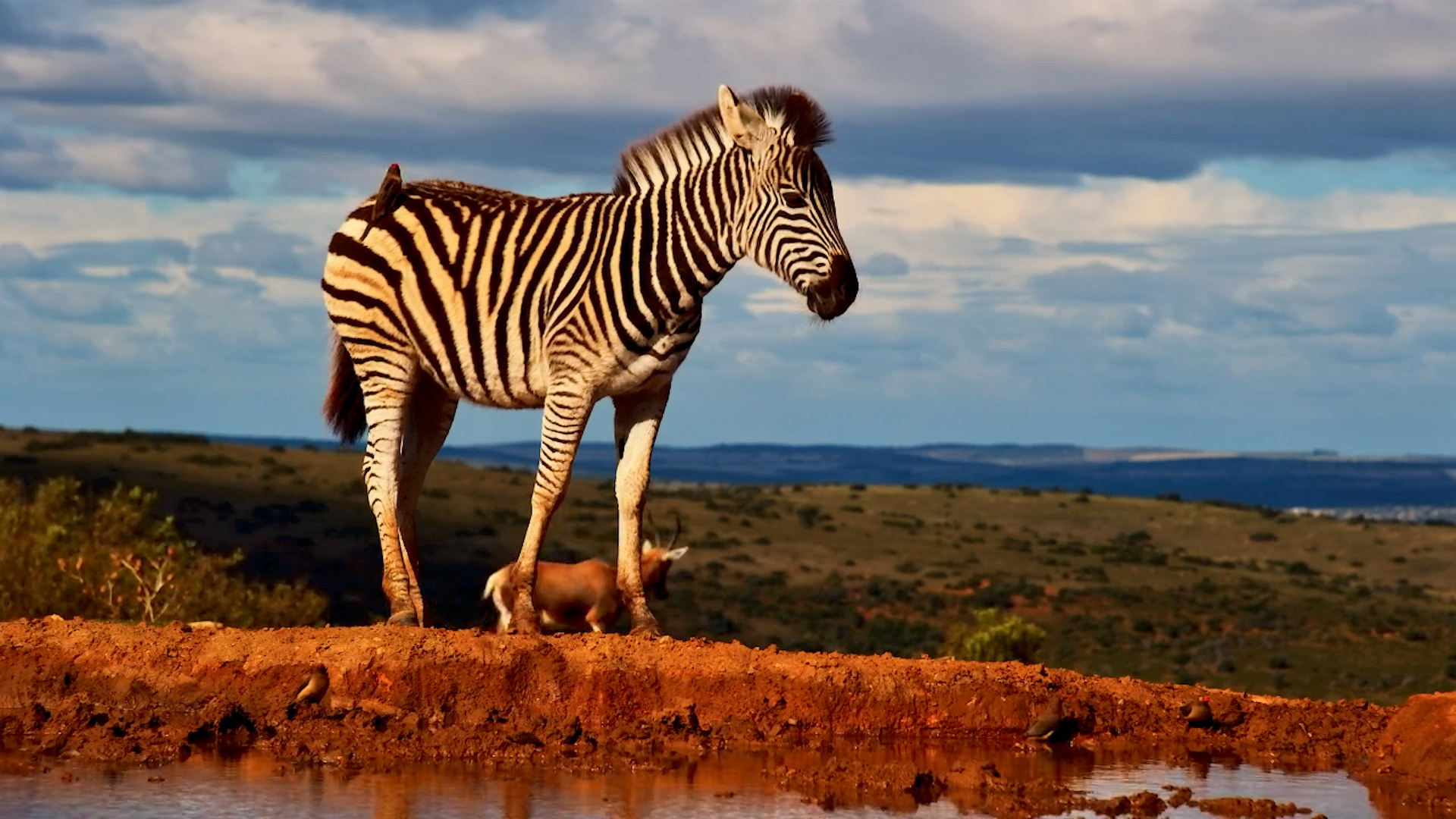 Zebra & Blesbok at Founders Waterhole