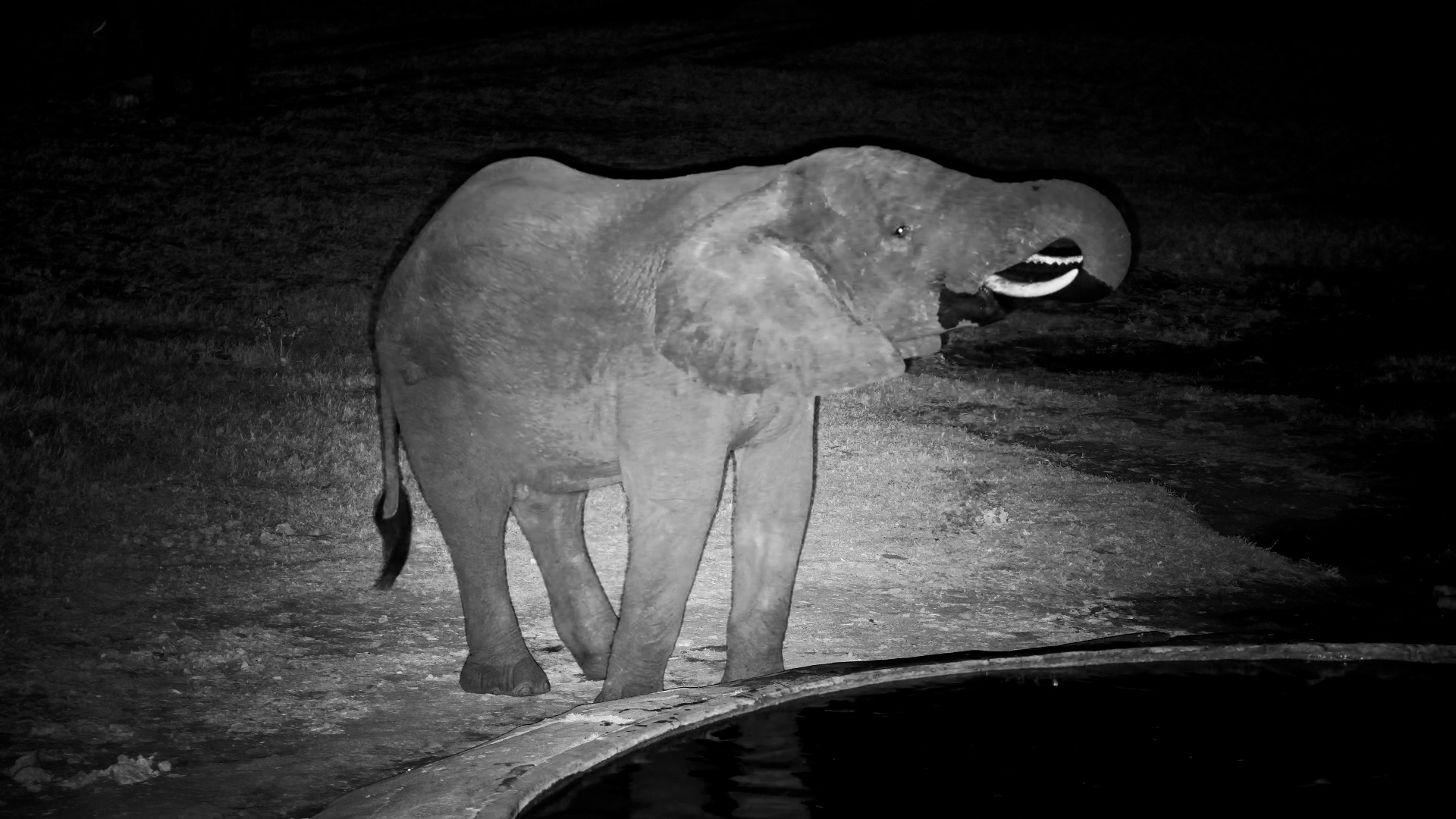 Lone Elephant Drinks in the Darkness
