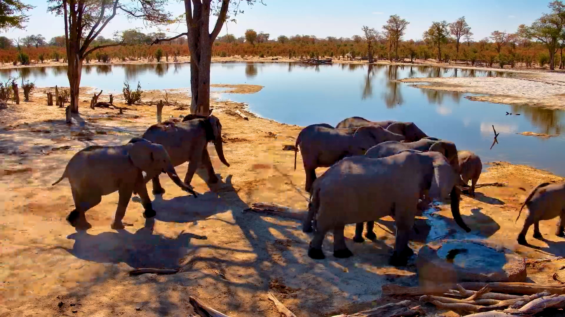 Elephant Herd Drinks at Elephant Pan, Botswana