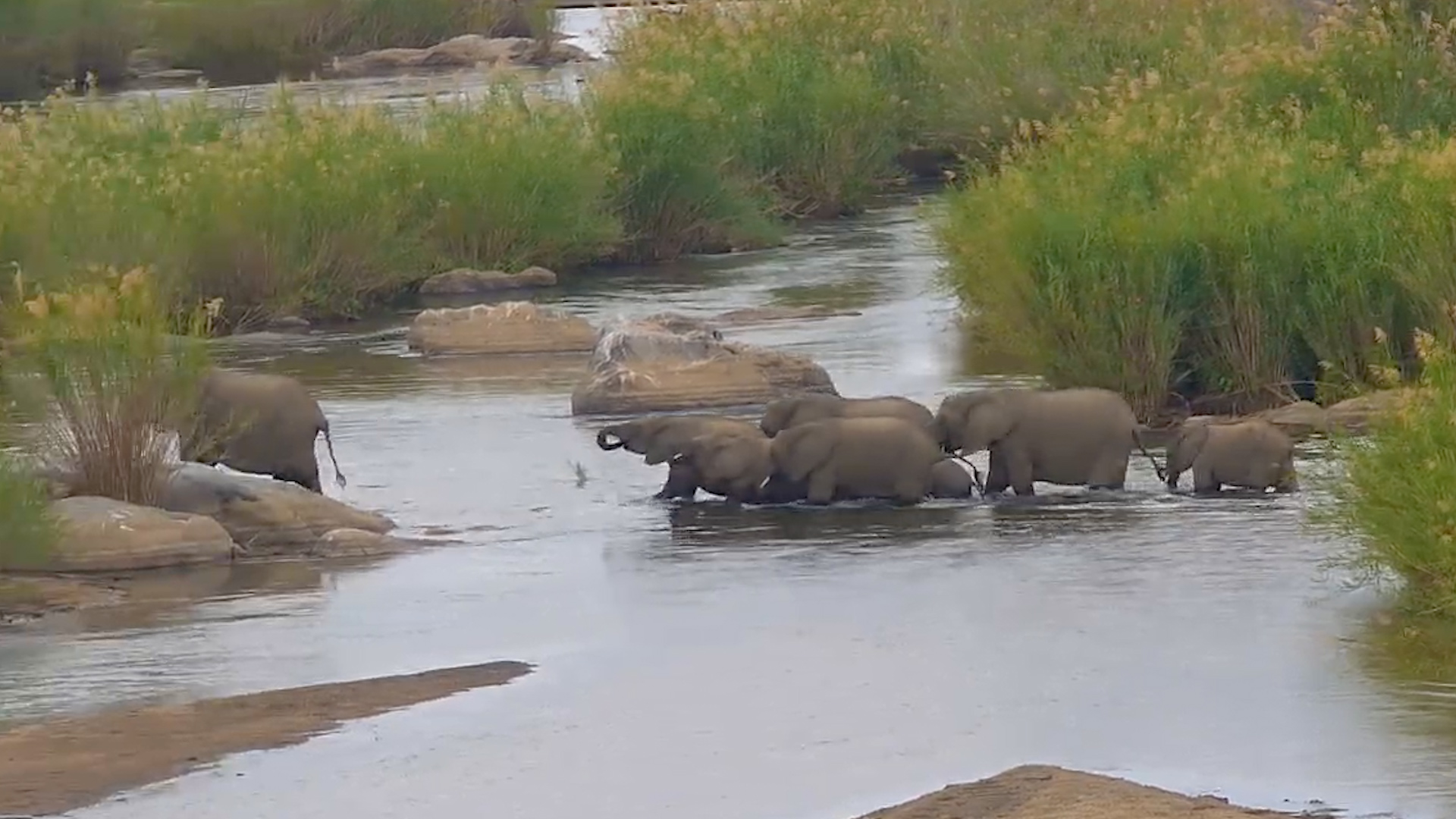 River Crossing! Elephants Wade Through the Sabie