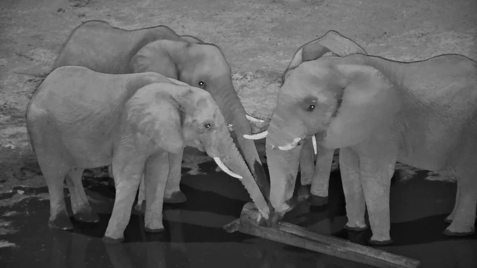 Queue for the Pipe! Elephants Take Turns at Moela
