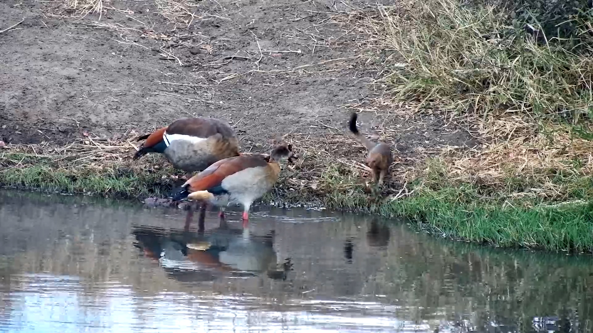 No Drink for You! Slender Mongoose Chased Off by Geese
