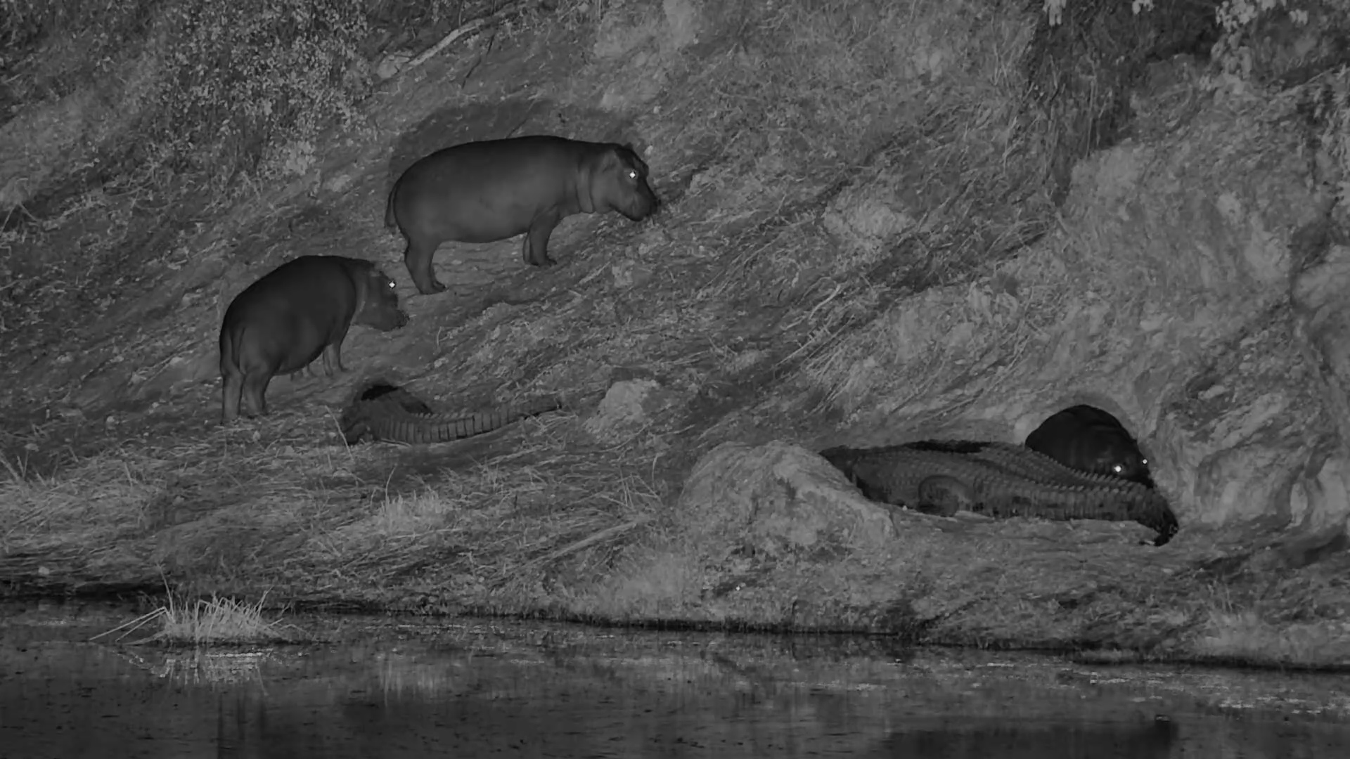 Hippos & Crocs Snooze Together at Camelthorn