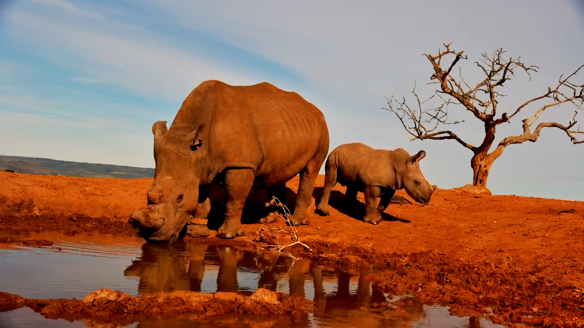 Mother & Mini! Margaret the Rhino and Calf at Founders