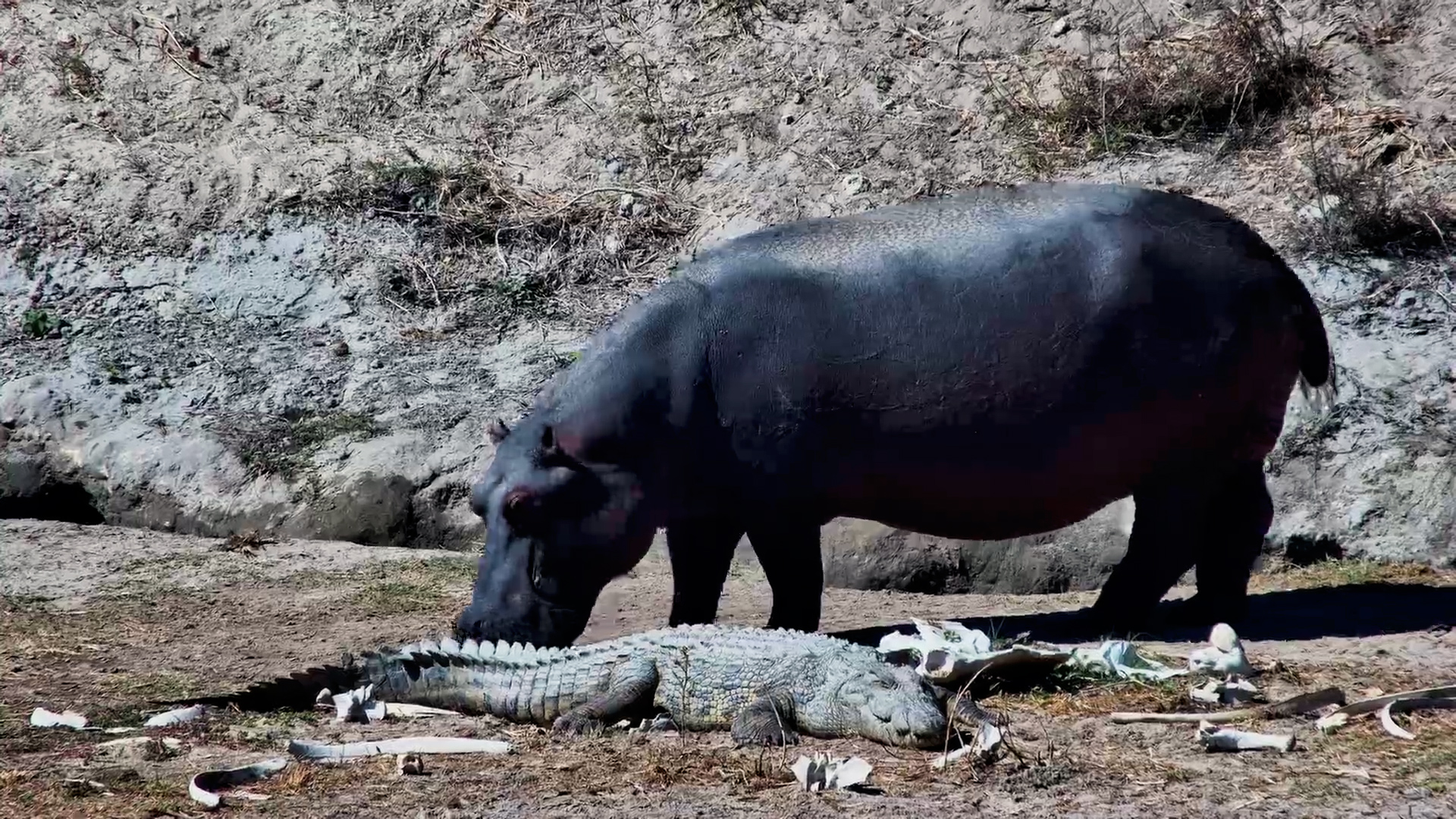 Hippo, Croc, and a Sneaky Monitor Lizard