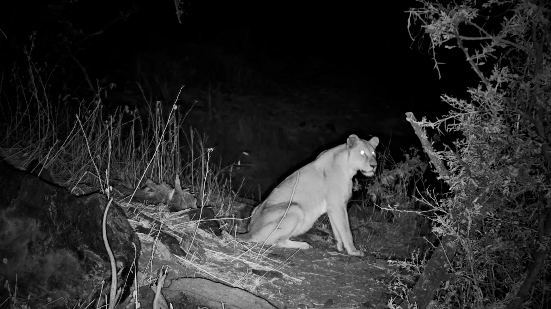 Lions Patrol the River Path