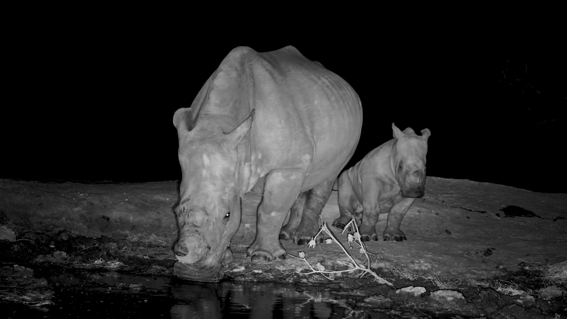 Tiny Toes & Sweet Dreams! Baby Rhino’s Nap Close-Up