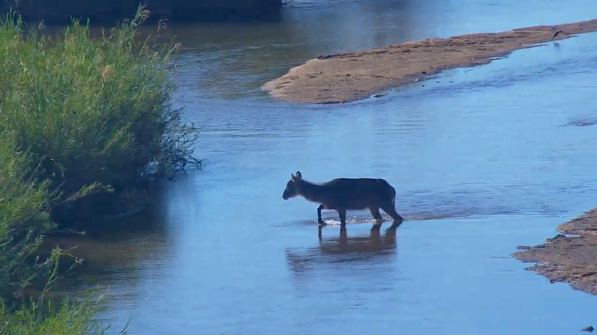 Lone Waterbuck’s Serene River Walk at Kruger Shalati