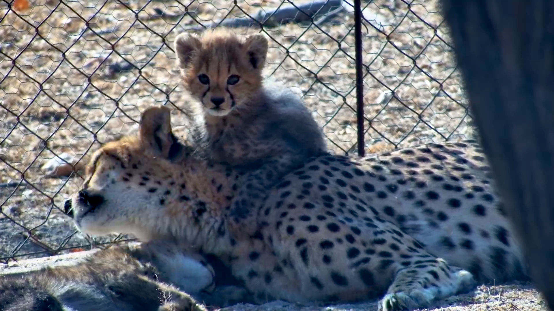 Cheetah Cub Cleans Tammy’s Ears & Climbs All Over Her