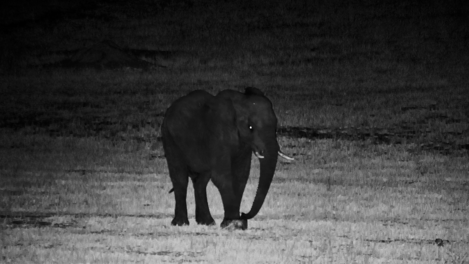 Elephant Bull Strolls Through the Night