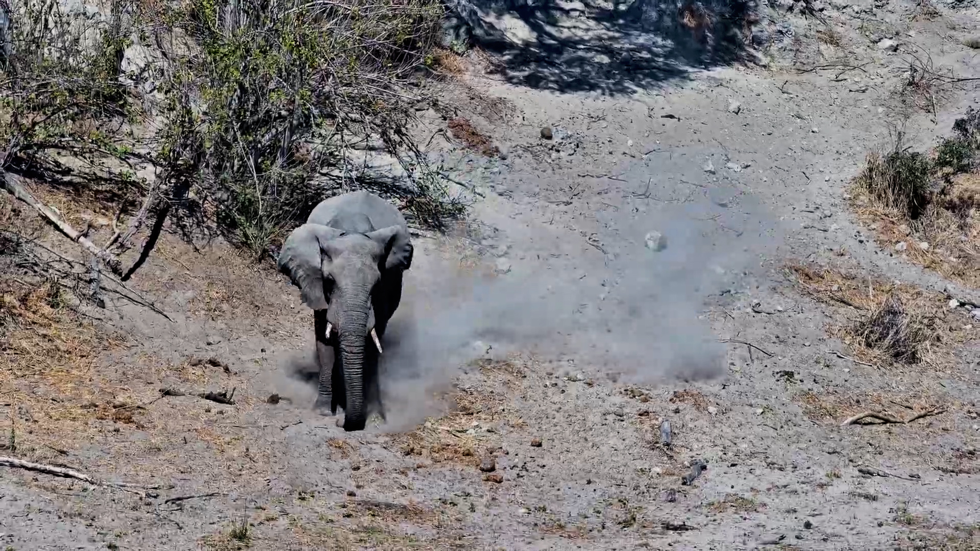 Elephant Detour! Hippo Pod Blocks the Way at the Waterhole